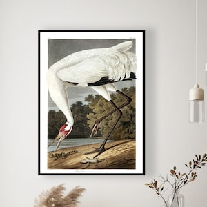 Kranich, Audubon Kranich, Audubon Drucke, Audubon Poster, Audubon Vögel, Kranich Kunst, Kranich Kunst