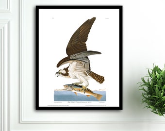 Osprey Bird Print, Audubon Birds pagina del libro illustrazioni vintage Stampe, Arte vintage del soggiorno nautico Audubon Bird Poster