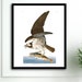 see more listings in the Bird / Botanical Prints section