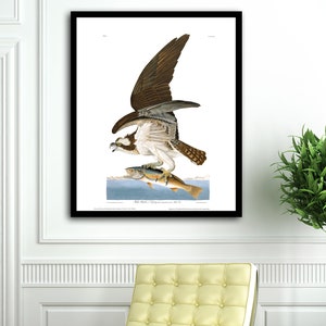 Osprey Bird Print, Audubon Birds vintage illustrations book page Prints, Nautical Living Room vintage art Audubon Bird Posters