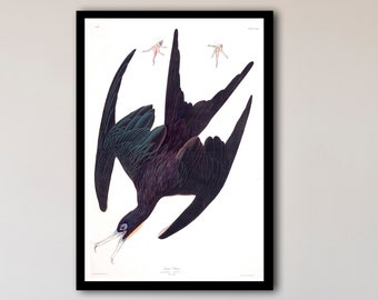 Vintage Audubon Frigate Pelican, Bird Print, Pelican Art Print, Poster, Beach Art, Coastal Art, Audubon Bird Prints, Frigatebird, Sea Bird