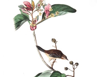Bachman's FINCH Print, Song Bird Poster, Vintage Bird Illustrations, Bird Watching Prints, Living Room Art, Bird Art Audubon Bird Posters