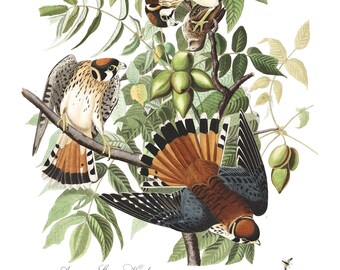 American SPARROW HAWK Bird Print, Audubon Birds illustrazioni vintage, Bird Watching Stampe, Living Room Art, Bird Art Audubon Bird Posters