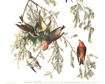 Puede incluir: Una ilustración vintage de Picogordos Americanos, un tipo de ave, posada en una rama de un árbol conífero. Las aves se representan en varias poses, algunas en vuelo y otras posadas en las ramas. La ilustración está en un estilo detallado y realista, con colores vibrantes y detalles intrincados.