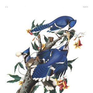 Blue-Jay Print, National Audubon Field Guide, Blue Jay Illustrations, Bird Watching Prints, Living Room Art, Bird Art Audubon Bird Posters