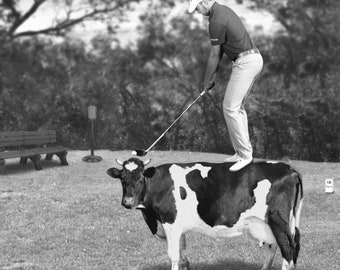 Golf auf einer Kuh Poster, Abschlag einer Kuh, Golf-Fotografie, Kunstdruck, lustiges Poster, Vintage Car-Wanddeko, Sports Bar Golf Geschenk, Golf Art