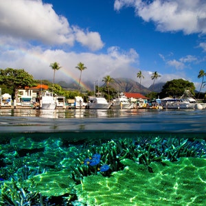 Lahaina, Hawaii Underwater by Dan Merkel Photography Print Poster Canvas or Paper Photograph Nature Photography Wildlife Photos Kauai Maui