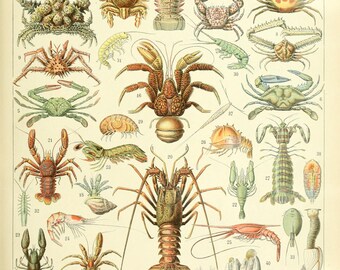 KRUSTEN VON Adolphe Millot Französisches Poster Vintage Home Dekor Vintage Kunst, Ozean Käfer Druck, Botanischer Druck Illustration, Bad Home Dekor