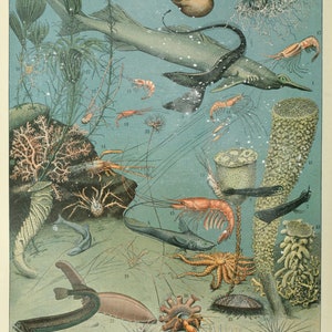 May include: An illustrated chart of various sea creatures, including a jellyfish, a starfish, a seahorse, a shrimp, a crab, and a variety of fish. The chart is labeled "Ocean" and features the scientific names of each creature.