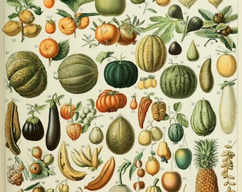 Adolphe Millot Poster Franse FRUITS Vintage Home Decor Franse Vintage Art, Fruit Print, Botanische Print Illustratie, Kitchen Home Decor