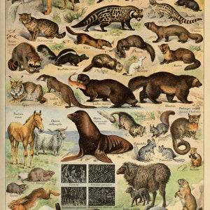 French FOURRURES by Adolphe Millot Vintage French Poster of FURS, Animal Print, Wild Animal Print Illustration, Office LivingRoom Home Decor