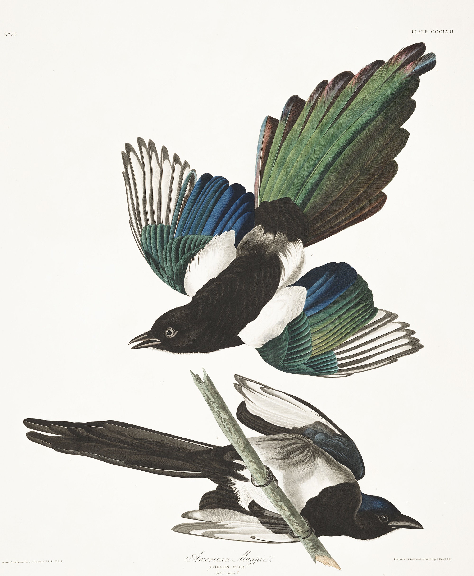 American Magpie Bird Print, Audubon Birds Vintage Illustrations, Bird  Watching Prints, Living Room Art, Black Bird Art Audubon Bird Posters - Etsy