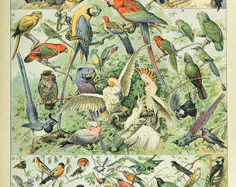 OISEAUX A di Adolphe Millot, Poster francese di uccelli tropicali, stampa voliera vintage, home decor vintage parrot art, bath, kitchen home decor