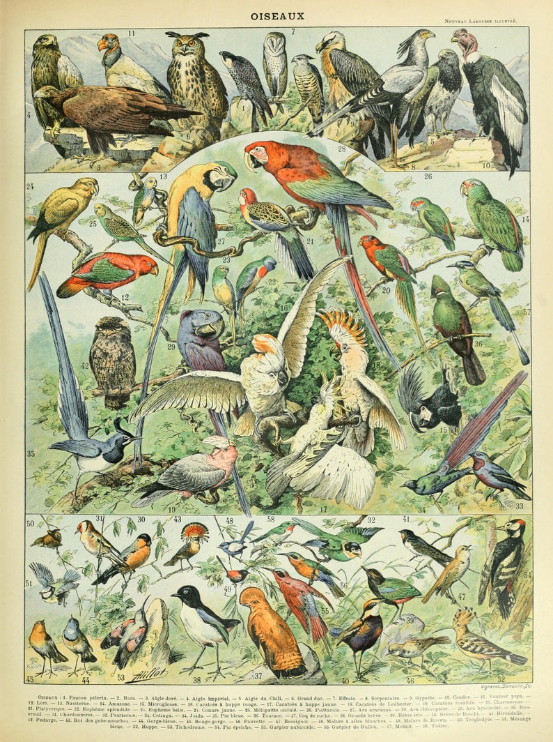 OISEAUX A by Adolphe Millot, Tropical Birds French Poster, Vintage Aviary Print, Home Decor Vintage Parrot Art, Bath, Kitchen Home Decor image 1