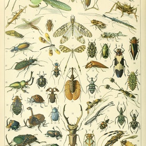 May include: A vintage educational chart featuring illustrations of various insects, including beetles, butterflies, dragonflies, and mantises. The chart is labeled "INSECTES" and includes the scientific names of each insect.