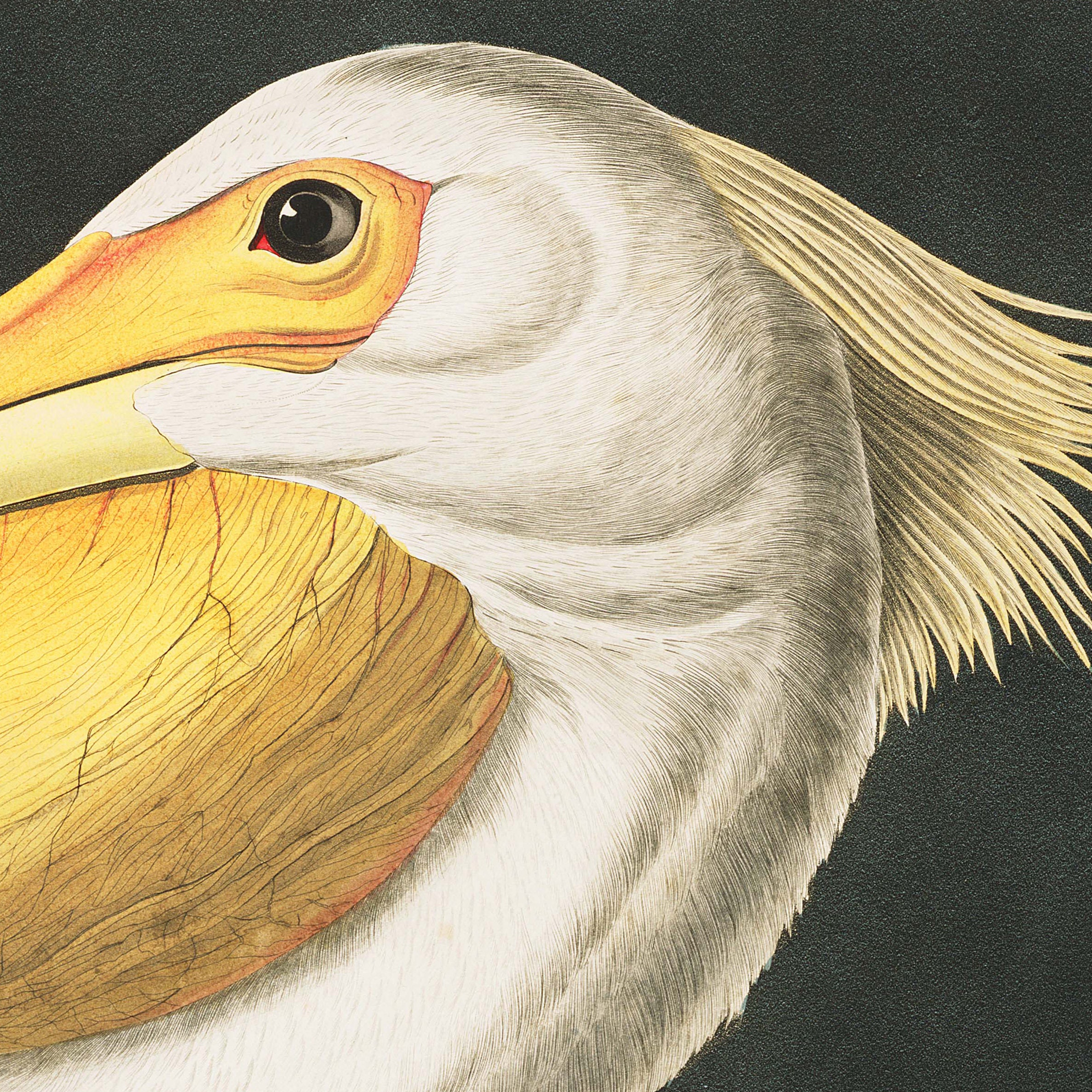 Vintage Audubon American Pelican Bird Print Giclee Art - Etsy