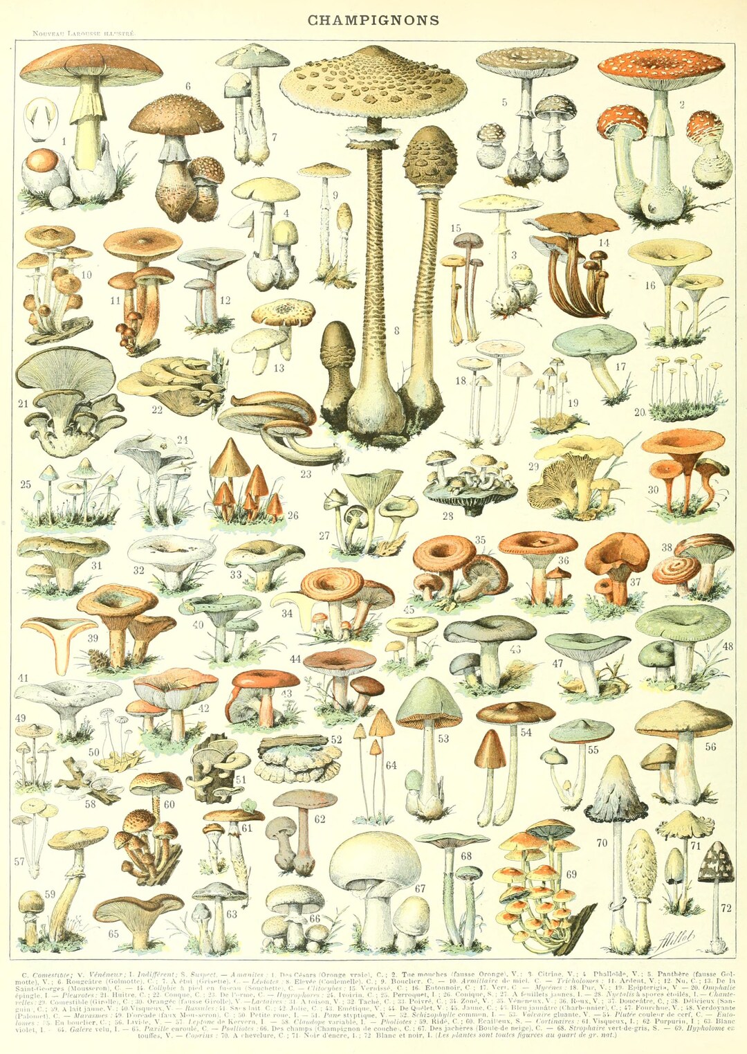 Affiche Poster Champignons Variété – Tableau Décoratif Nature Botanique, Impression Haute Qualité 300g, Idéal Chambre Ou Bureau