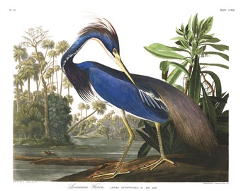 May include: A detailed illustration of a Louisiana Heron, a bird with blue, brown, and white plumage. The heron stands on a log near a body of water, with a lush green and brown background of trees and foliage. The bird is preening its feathers.