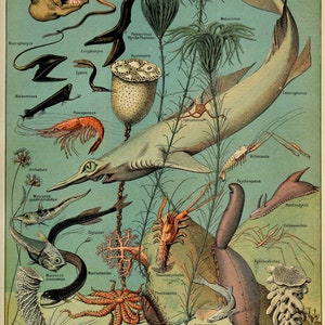 Oceanographie by Adolphe Millot SEA LIFE French Poster Vintage Home Decor Vintage Art, Botanical Print Illustration, Bath Home Decor