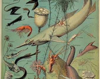 Oceanographie by Adolphe Millot SEA LIFE French Poster Vintage Home Decor Vintage Art, Botanical Print Illustration, Bath Home Decor