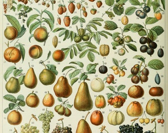 Adolphe Millot Poster FRUITS Franse Vintage Home Decor Franse Vintage Art, Fruit Print, Botanische Print Illustratie, Kitchen Home Decor