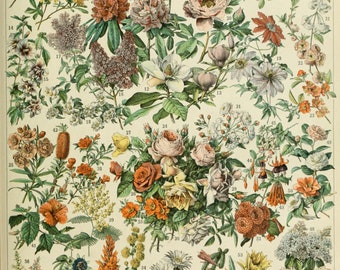 Fleurs francesas C 1909 Adolphe Millot Cartel , Arte vintage francés, Estampado de flores Estampado botánico Ilustración floral romántica, Arte de decoración casera