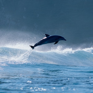 Jumping Dolphin Vintage Surf Print Surfing Decor, Dan Merkel Photo, Hawaii, Surfers, Beach Decor, Surfer Gift, Wall Art Hawaii Photography