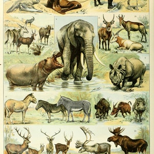 MAMMALS by Adolphe Millot Vintage French Poster of Mammiferes, Animal Print, Wild Animal Print Illustration, Office Living Room Home Decor