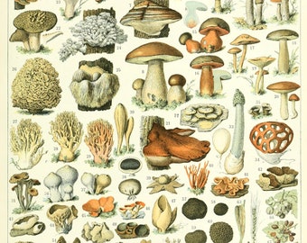 MUSHROOM GARDEN Champignons French Poster Adolphe Millot  Vintage Home Decor Vintage Art, Botanical Print Illustration, Kitchen Home Decor