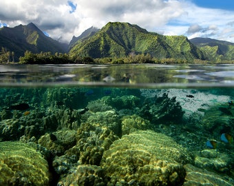 Tahiti Underwater by Dan Merkel Photography Print Poster Canvas or Paper Art Photograph Nature Photography Wildlife Photos Kauai Maui