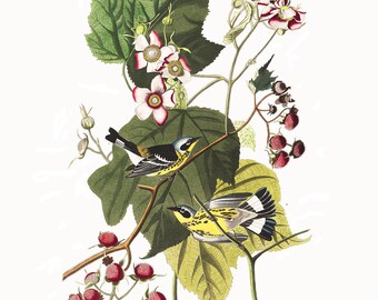 May include: A vintage botanical print featuring two Black & Yellow Warblers perched on branches with green leaves, red raspberries, and white and red flowers. The print includes the text "Black & Yellow Warbler" and scientific names.
