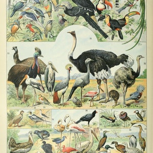 EXOTIC Birds French Poster by Adolphe Millot, OISEAUX D, Vintage Bird Chart Print, Home Decor Vintage Ostrich Art, Kitchen Home Decor