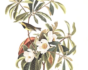 Bachman's WARBLER Print, Song Bird Poster, Vintage Bird Illustrations, Bird Watching Prints, Living Room Art, Bird Art AUDUBON Bird Posters