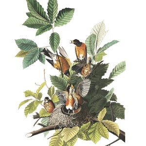 American ROBIN Bird Print, Audubon Birds vintage illustrations, Bird Watching Prints, Living Room Art, Bird Art Audubon Bird Posters
