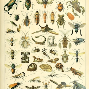 May include: An antique illustration of various insects, including beetles, butterflies, and wasps, with detailed drawings and labels. The artwork features a variety of colors and shapes, showcasing the diversity of insect life. The word "INSECTES" is at the top.