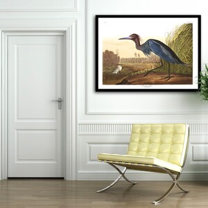 Blauer Kranich, blauer Reiher, blauer Kranich oder Reiher, Audubon Kranich, Audubon Drucke, Audubon Poster, Audubon Vögel, blau Kranich Kunst, Vogelkunst, Reiher