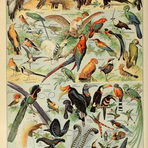 OISEAUX A EXOTIC Birds Chart French Poster by Adolphe Millot, Vintage Bird Chart Print, Home Decor Vintage Art, Kitchen Home Decor, Bird Art