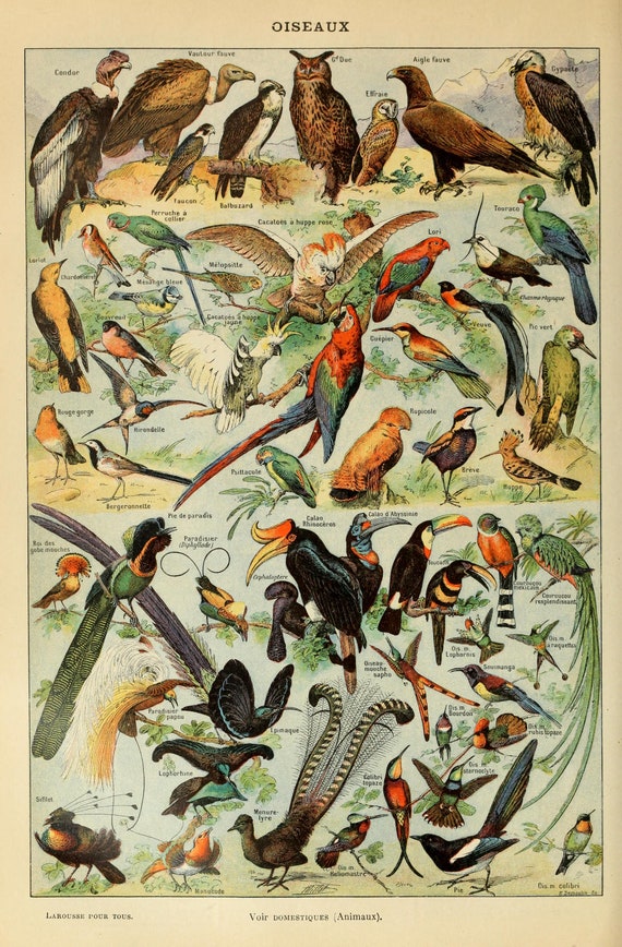 OISEAUX A EXOTIC Birds Chart French Poster by Adolphe Millot