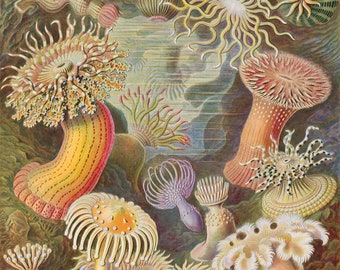 May include: A colourful illustration of various sea anemones, including a red and white anemone with a central ring, a yellow and red anemone with a striped stem, and a white anemone with a pink stem.