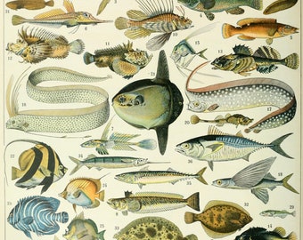 Poissons by Adolphe Millot French Poster Vintage Home Decor Vintage Art, Ocean Fish Print, Botanical Print Illustration, Bath Home Decor