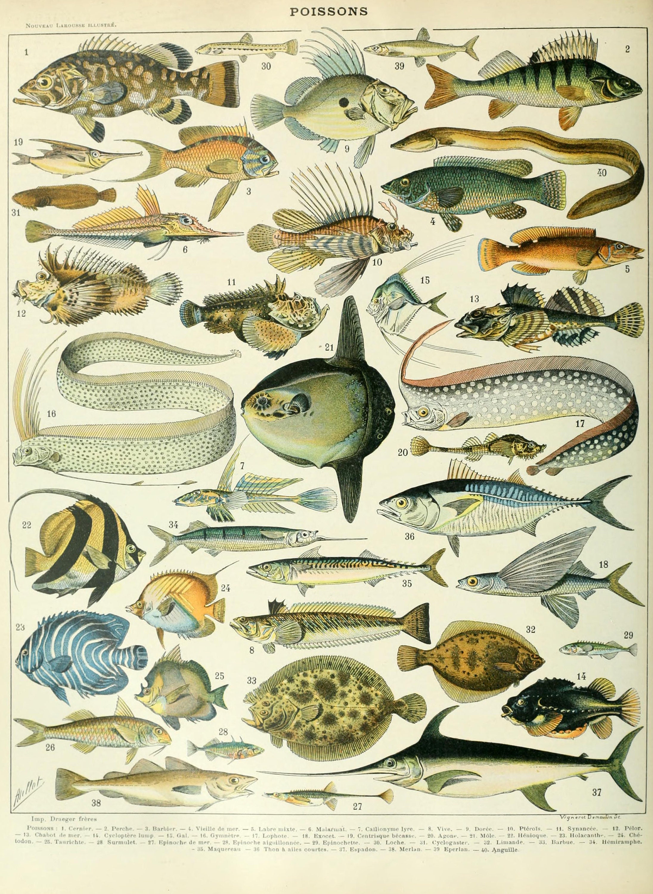 Fish, B, Vintage Bookplate, Adolphe Millot Artwork, Stretched Canvas –  Lantern Press