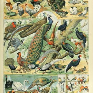 Fancy Exotic Birds French Poster, OISEAUX C by Adolphe Millot, Vintage Aviary Print, Home Decor Vintage Peacock Art, Kitchen Home Decor