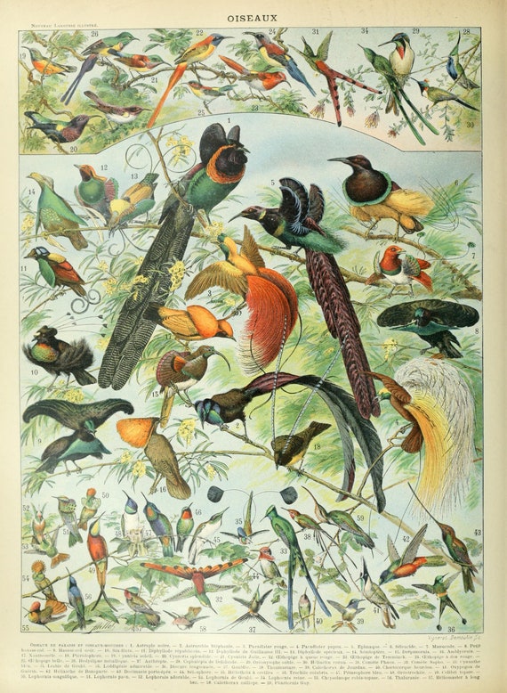 OISEAUX B by Adolphe Millot, Exotic Birds French Poster, Vintage