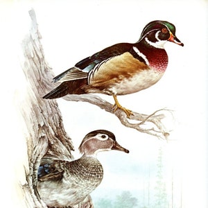 Beautiful WOOD DUCK Bird Bookplate Print Wall Art