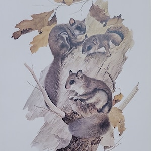 May include: A watercolor painting of three gray and brown squirrels perched on a tree branch. The squirrels have large, dark eyes and bushy tails. The background is a light gray with brown leaves.