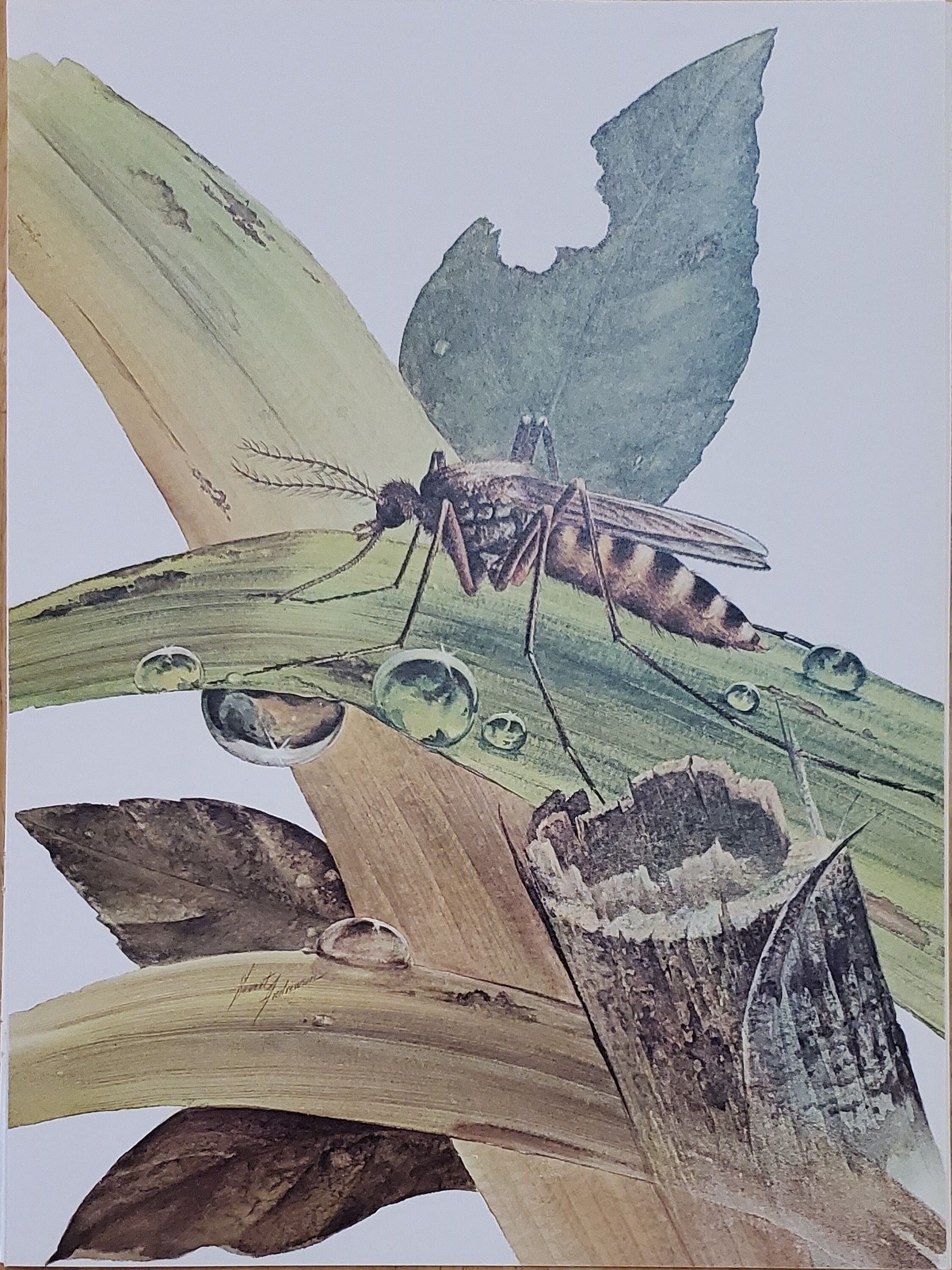 Fierce Insect Fierce MOSQUETO Insect Bookplate Print Wall Art - Etsy