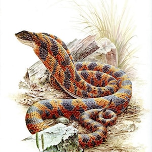 EASTERN HOGNOSE SNAKE Bookplate Print Wall Art