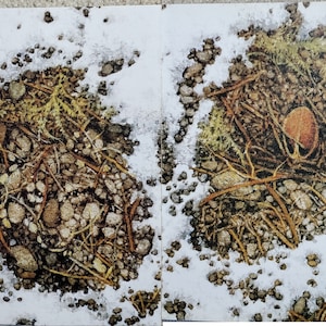 Bev Doolittle “WALK SOFTLY DETAIL” Bookplate Prints Wall Art BD45