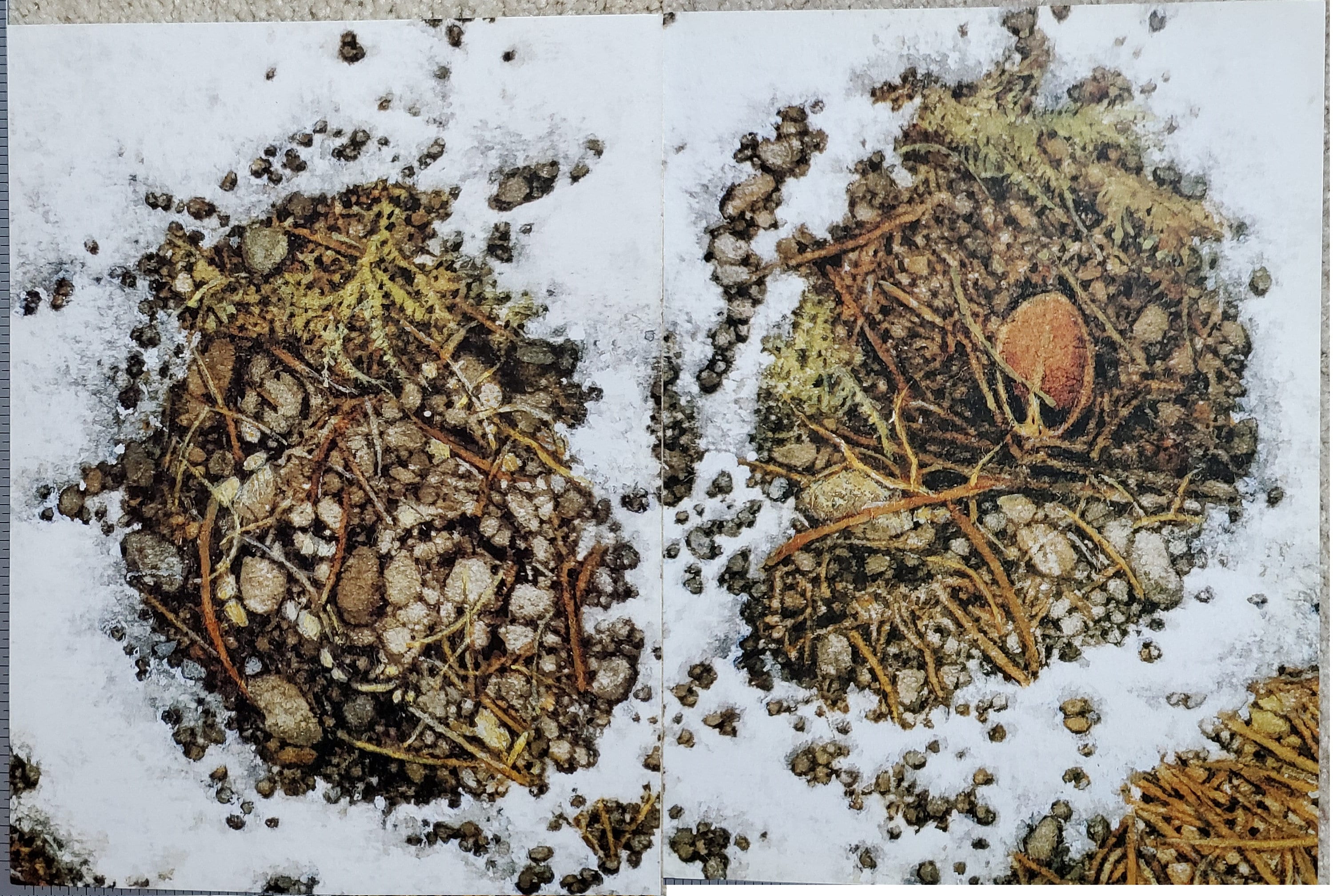 Bev Doolittle Art for sale 88 ads for used Bev Doolittle Arts