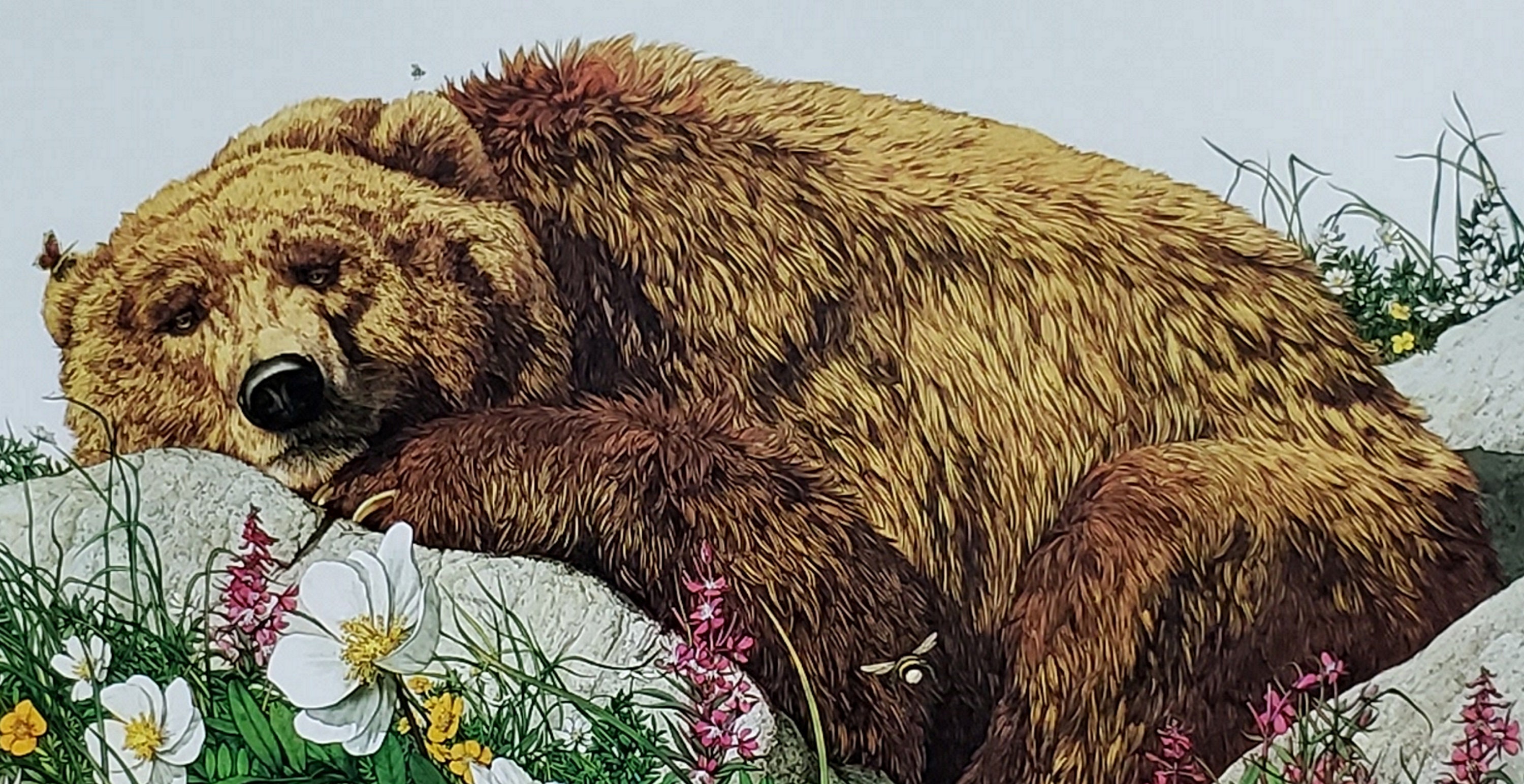 Bev Doolittle “BUGGED BEAR” Bookplate Print Wall Art BD19